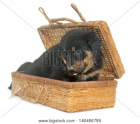 beauceron puppy in front of white background