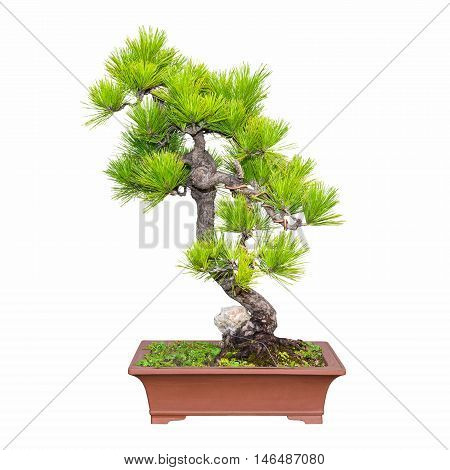 bonsai of five needle pine isolated on white