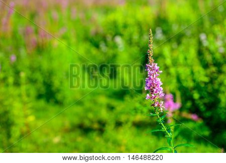 Closeup of a budding flowering and overblown Purple Loosestrife or Lythrum salicaria plant in its natural habitat. It is a sunny day in summertime.
