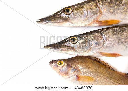Raw fish. Pike and perch on white background.