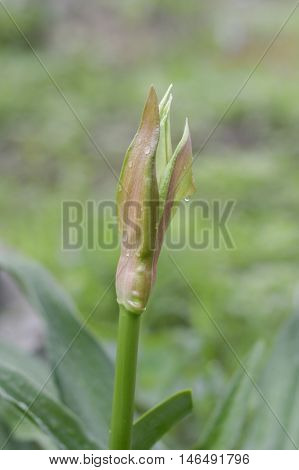 close up bud Crinum Lily flower in nature garden