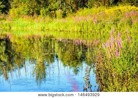 Purple Loosestrife and other colorful wildflowers reflected in the water surface of a natural pond. It is a sunny day in the summer season.