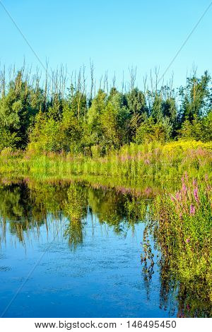 Purple Loosestrife and other colorful wildflowers reflected in the water surface of a natural pond. It is a sunny day in the summer season.