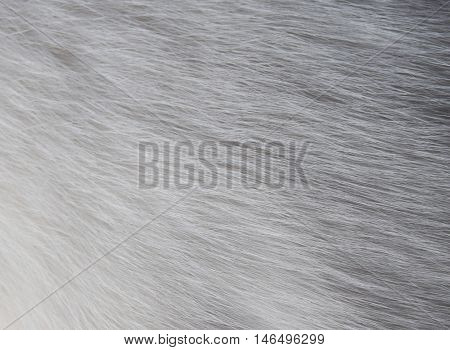 Closeup Texture Of White Cat Fur Background