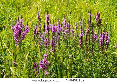 Purple Loosestrife (Lythrum Salicaria) on the meadow