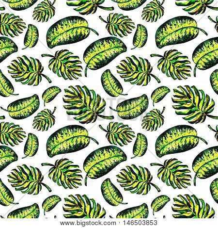 Seamless pattern of leaves monstera. Watercolor sheet
