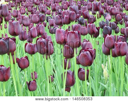 Dark Purple Tulips at Keukenhof Garden, The Netherlands