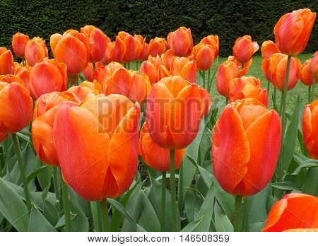 Orange Tulips in the Spring Shower at Keukenhof Garden, The Netherlands