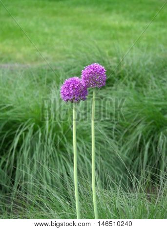 Always Being Together !! A Pair of Young Purple Alliums in the Green Grass Field