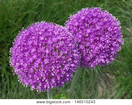 Always Being Together !! Close up of a pair of Blooming Purple Alliums