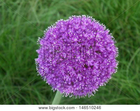 Close up of a Blooming Purple Allium