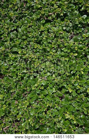 close up fresh green carmona retusa plants wall in nature garden