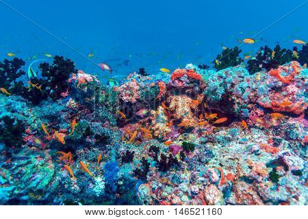 School Of Fish Near Coral Reef, Maldives