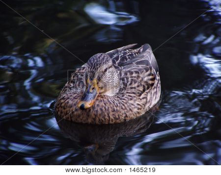 Canard