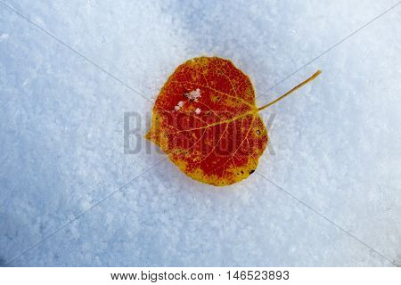 Autumn aspen leaf on fresh winter snow