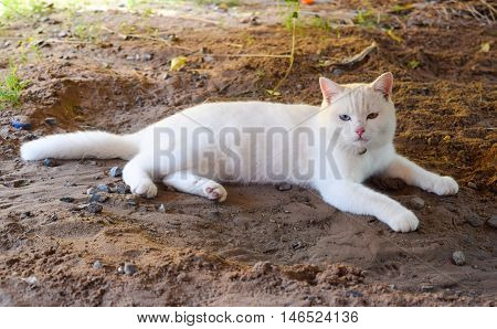 Kao Manee Catthai White Cat With Two Color Of Eyes