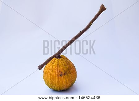Close Up  Sentul Fruit Isolated On White Background.