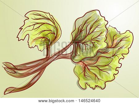 rhubarb. Bunch of fresh plant. 10 EPS