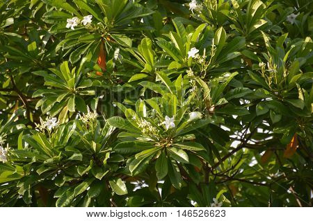fresh green Cerbera odollam tree in nature garden