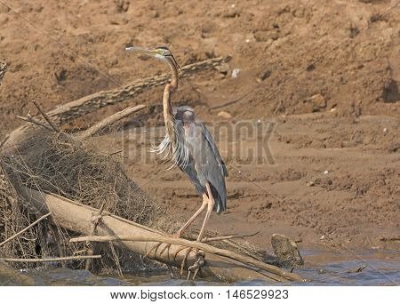 Purple Heron on the Bank of the Kabini River in Nagorhole National Park in India