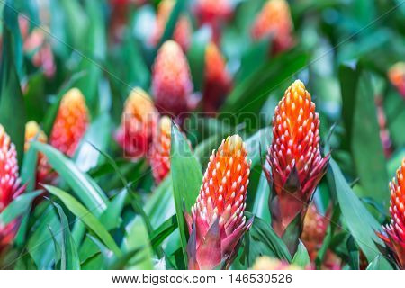 Beautiful red color of Guzmania flower in garden.