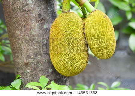 Close Up Jackfruit On Jackfruit Tree Background