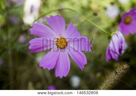 flowerbed with various wonderful flowers. colorful flower