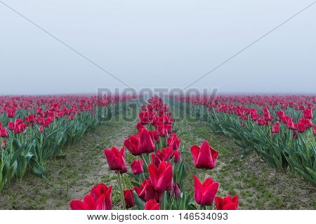 Long field rows of red tulips with vanishing point in dark misty foggy rainy overcast morning dew