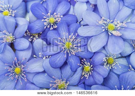spring flowers Hepatica nobilis on a white background