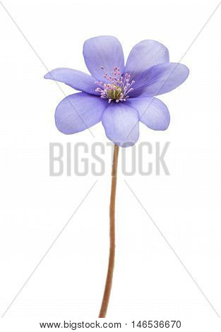 spring flowers Hepatica nobilis on a white background