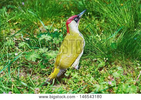 European Green Woodpecker Sitting in the Grass