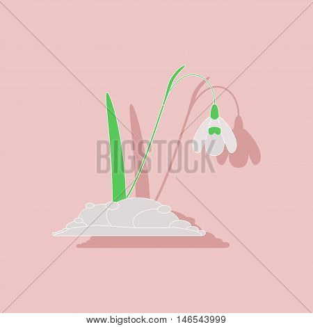 paper sticker on stylish background of plant Galanthus