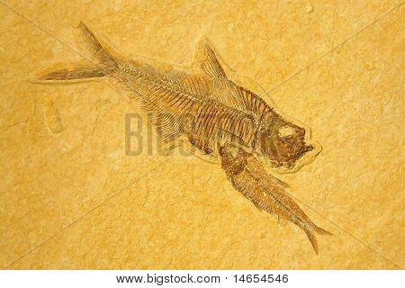 Poissons de squelettes