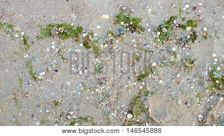 Photo sandy beach with seashells and seaweed. Photo taken on the coast of the Azov Sea in August 2016.