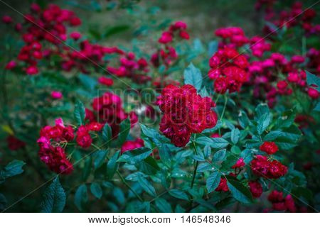 Shrub of the beautiful red Rosa polyantha
