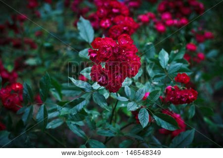 Shrub of the beautiful red Rosa polyantha