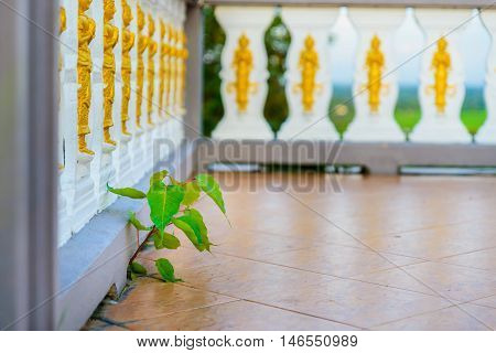Bodhi tree (Ficus religiosa) Growing from balcony of temple.