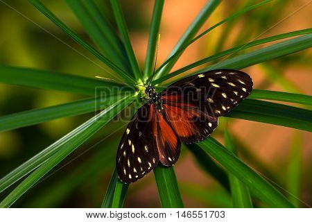 Tropical butterflies dido longwing on the leaf. Macro photography of wildlife.