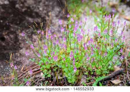 Group of purple flower bloming in the rain forest Laos.