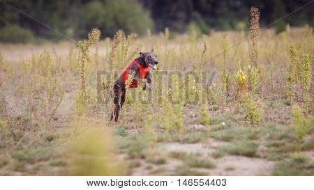 Training Coursing. Italian greyhound dog pursues a bait box. Summer sunny morning