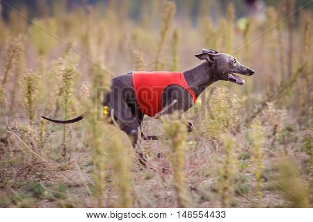 Training Coursing. Italian greyhound dog pursues a bait box. Summer sunny morning