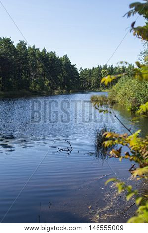 stagnant water in Devilla Forest in Fife