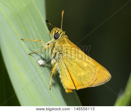 macro of large skipper, an orange butterfly on a leaf