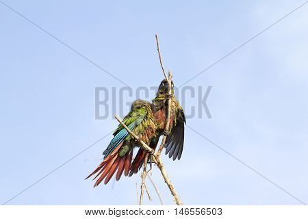 Parrot Is Perched On A Branch In The Afternoon.