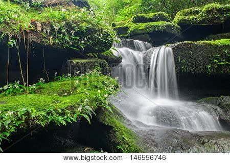 Landscape of waterfall in deep rain forest of Bolaven Plateau Champasak with green mos and small white flowers.