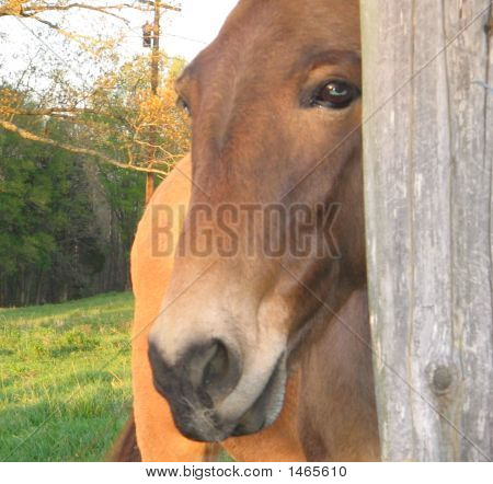 Donkey And Post