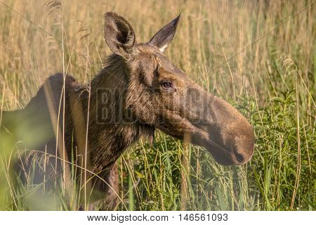 Head Of A Female Moose
