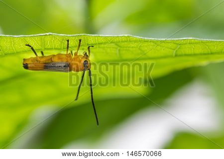little insects on a leaf close up