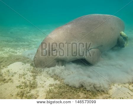 Dugong dugon. The sea cow. Red Sea