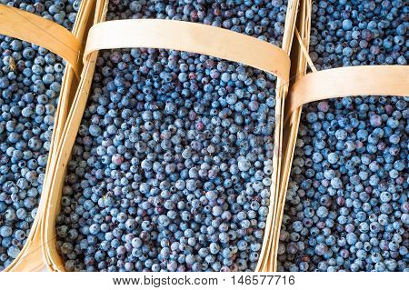 Many Blueberries In Baskets At The Market